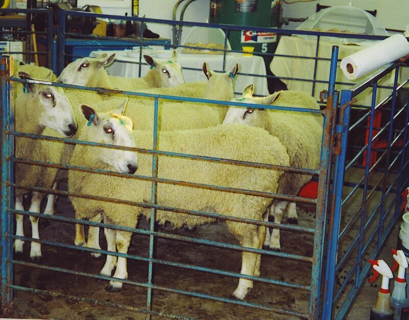 sheep in a pen at an event
