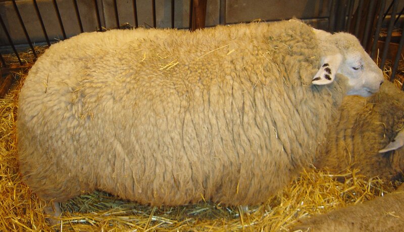 sheep in a pen