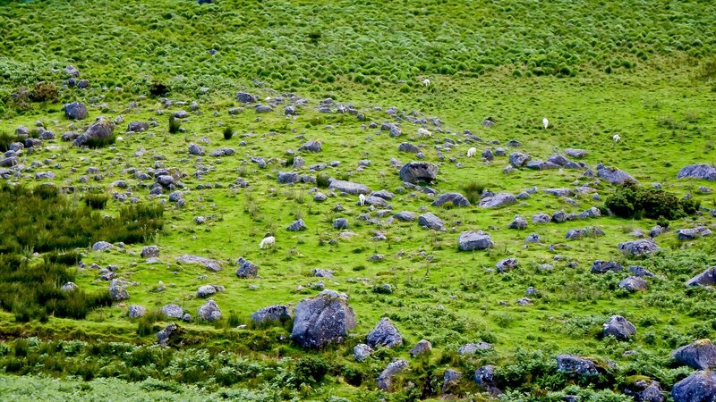 Sheep in a Rocky Field
