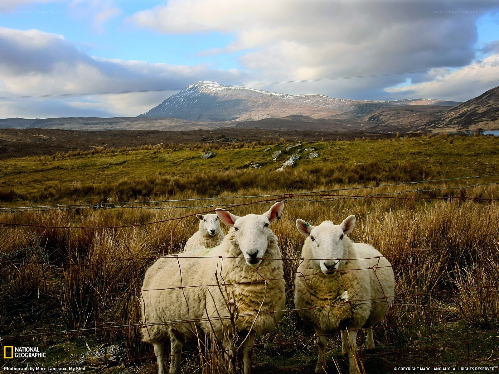Sheep in a Scottish landscape