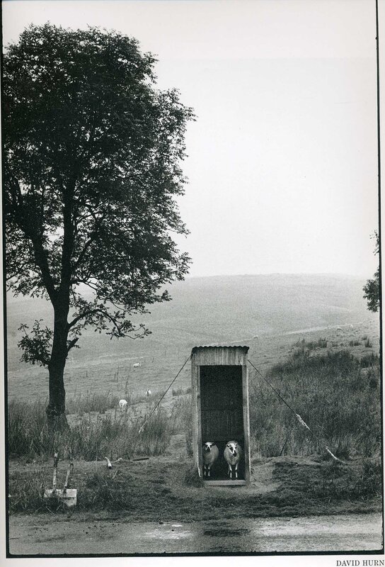 Sheep in a Shed