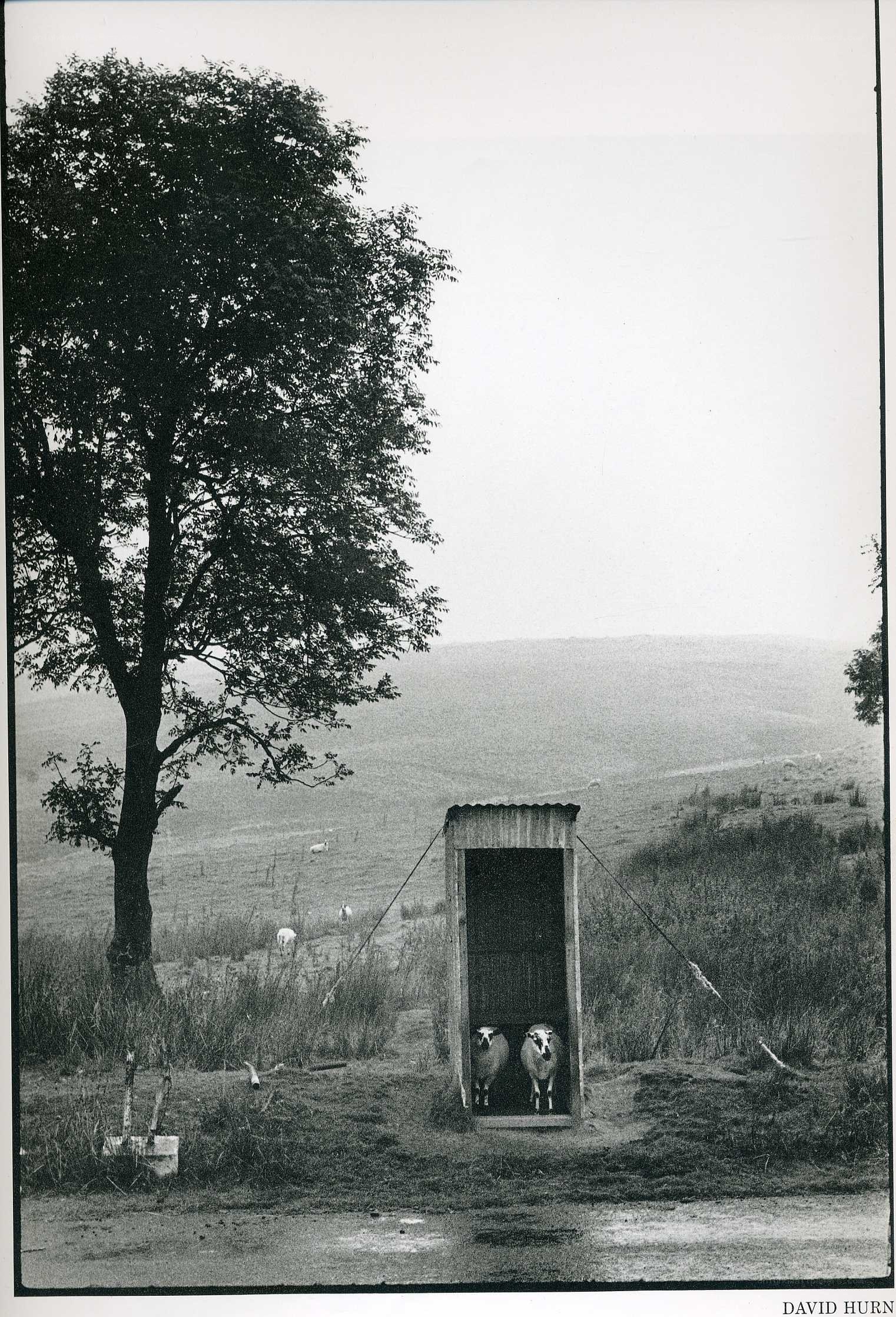 Sheep in a Shed