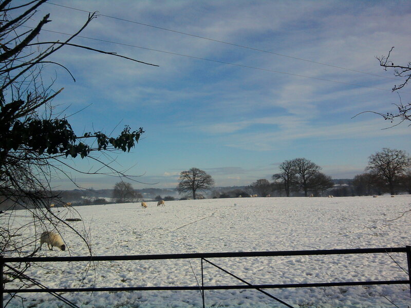 Sheep in a snowy field