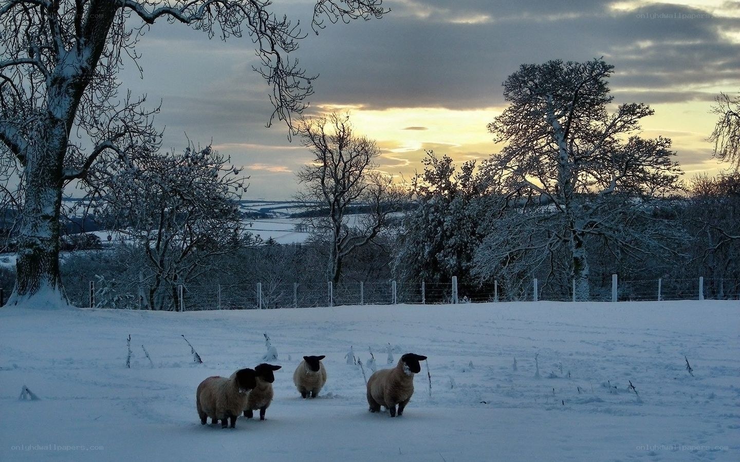 Sheep in a snowy field
