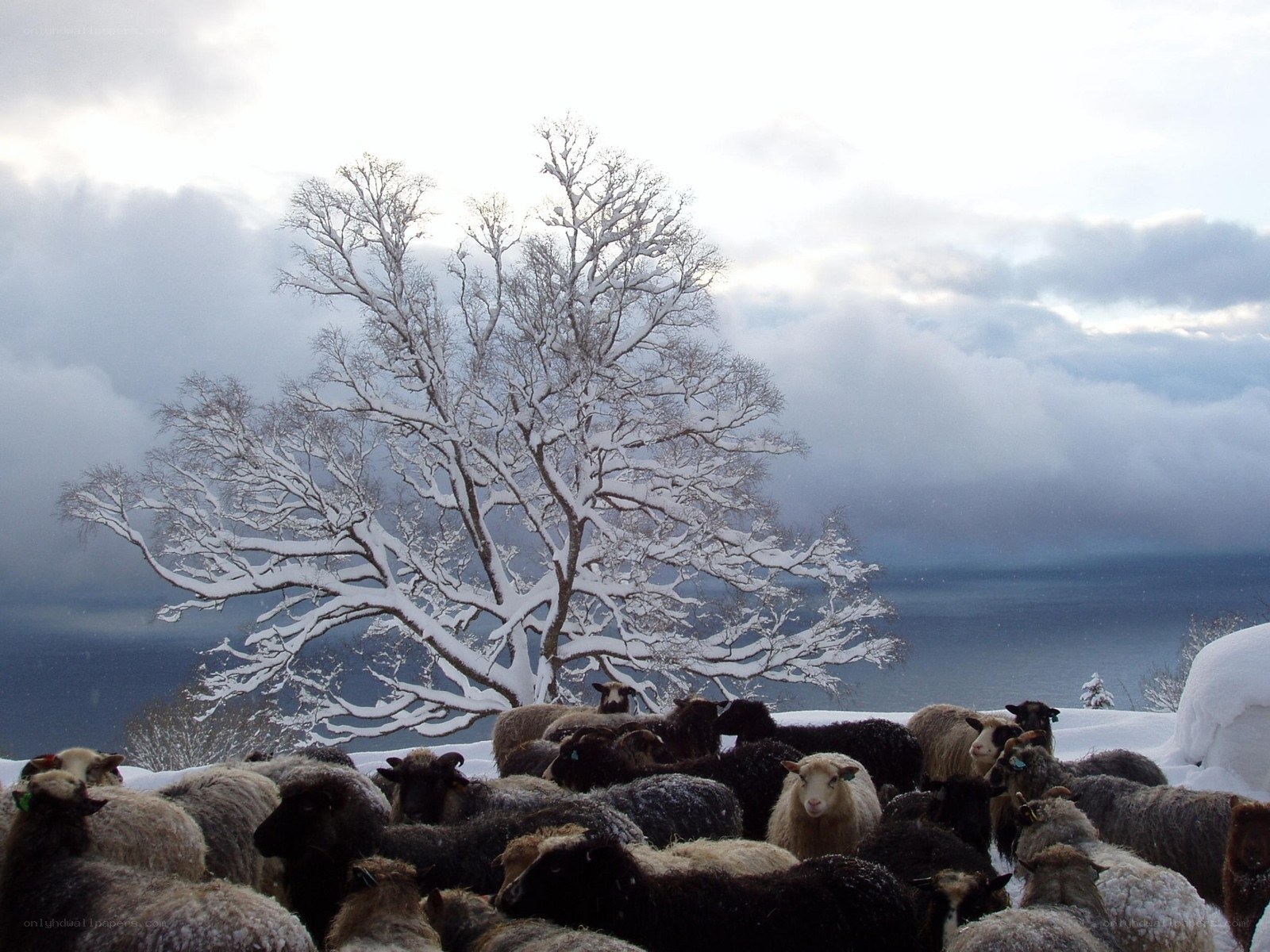 Sheep in a snowy landscape
