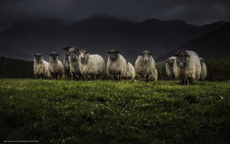 Sheep in a stormy field