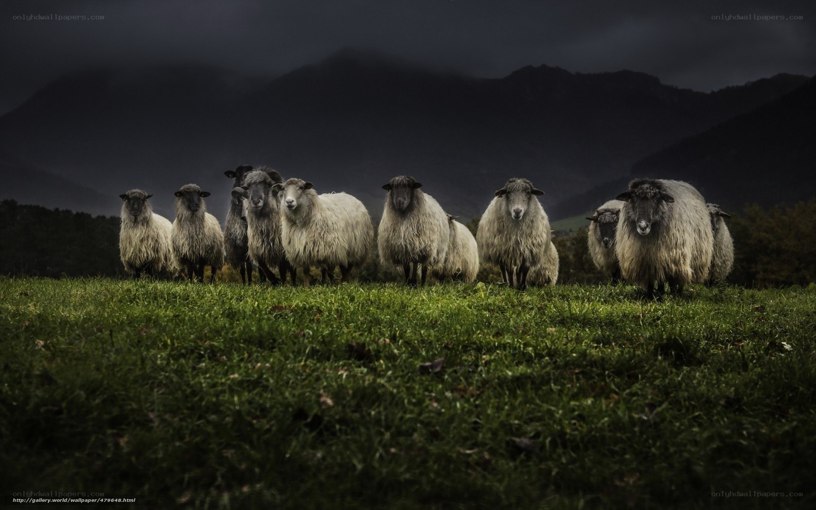 Sheep in a stormy field