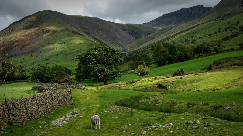 Sheep in a Valley — Green, Dramatic