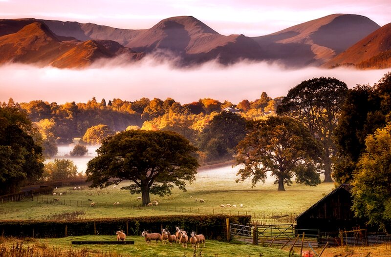 Sheep in a Valley — Green, Serene, Morning