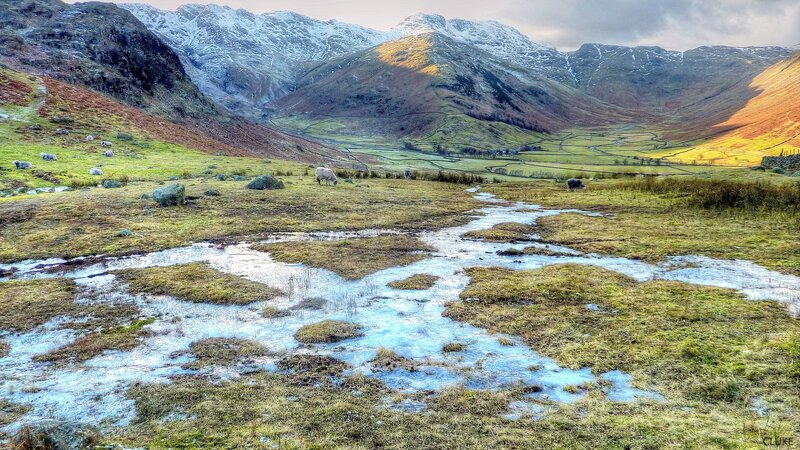 Sheep in a Valley — Green, Serene, Winter