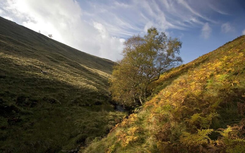 Sheep in a Valley — Green