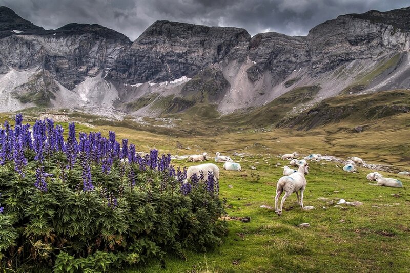 Sheep in Alpine Meadow