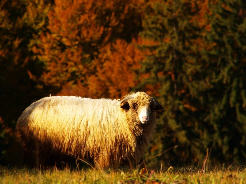 Sheep in Autumn Field