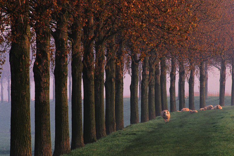 Sheep in autumn tree-lined field