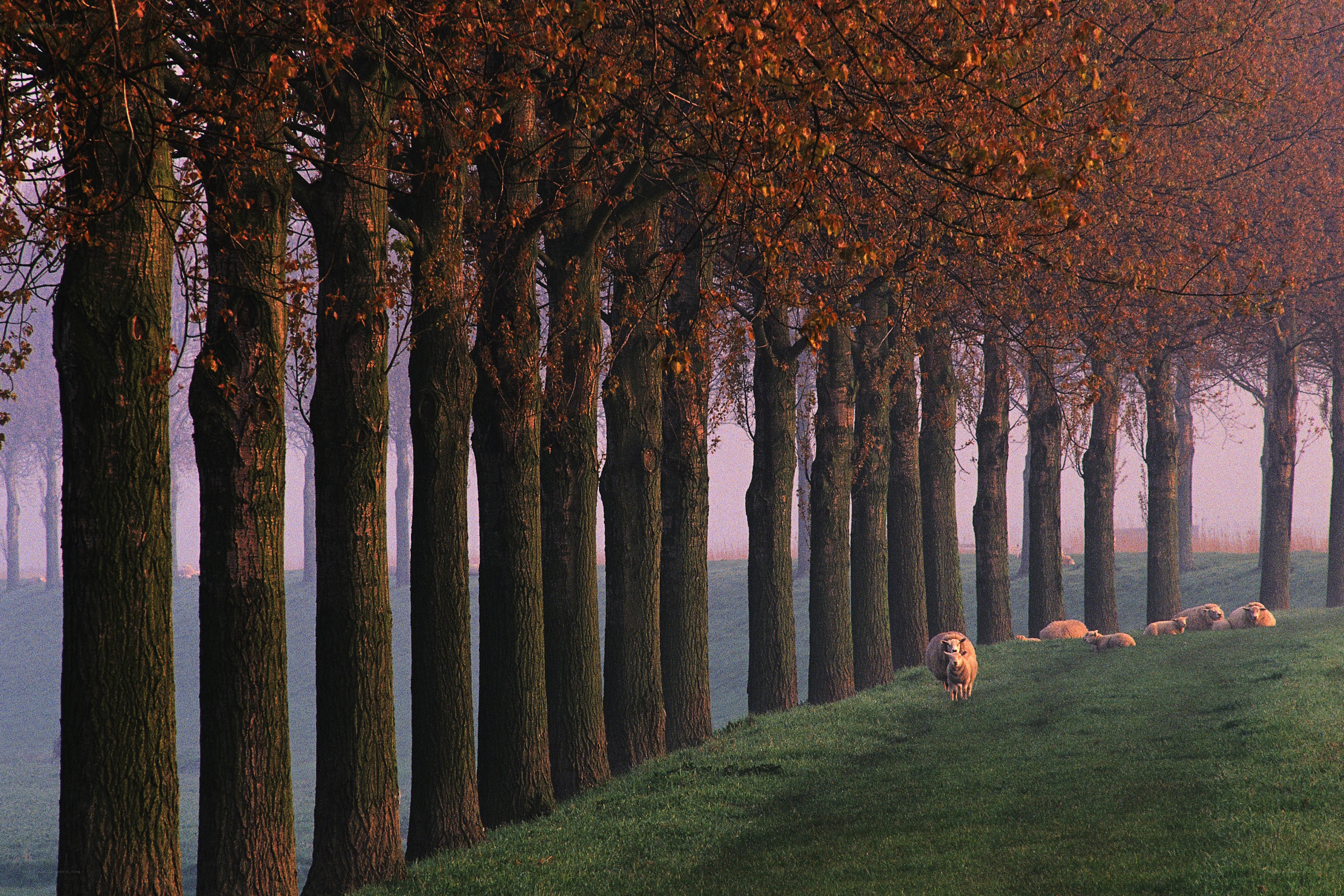 Sheep in autumn tree-lined field