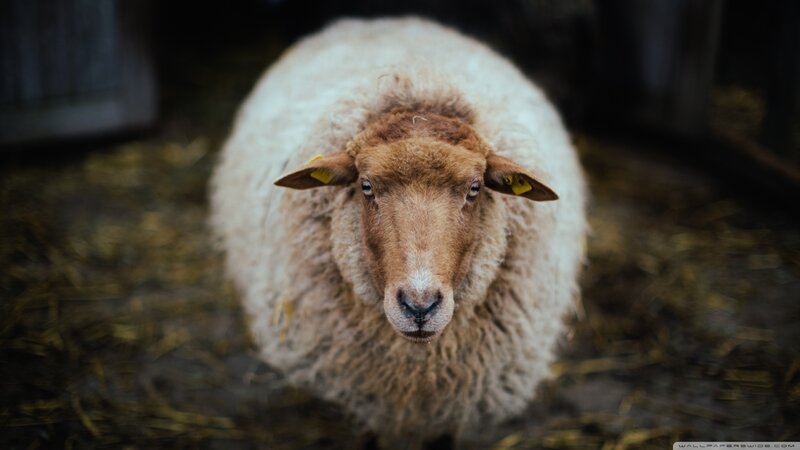 Sheep in Barn — White