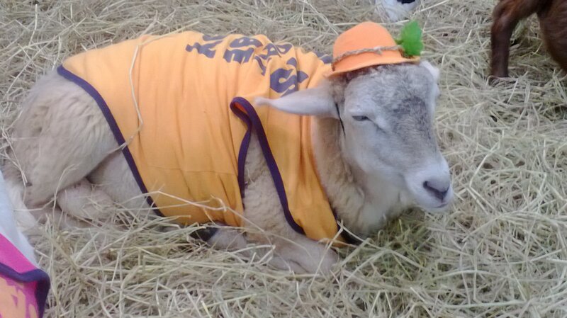 Sheep in Costume