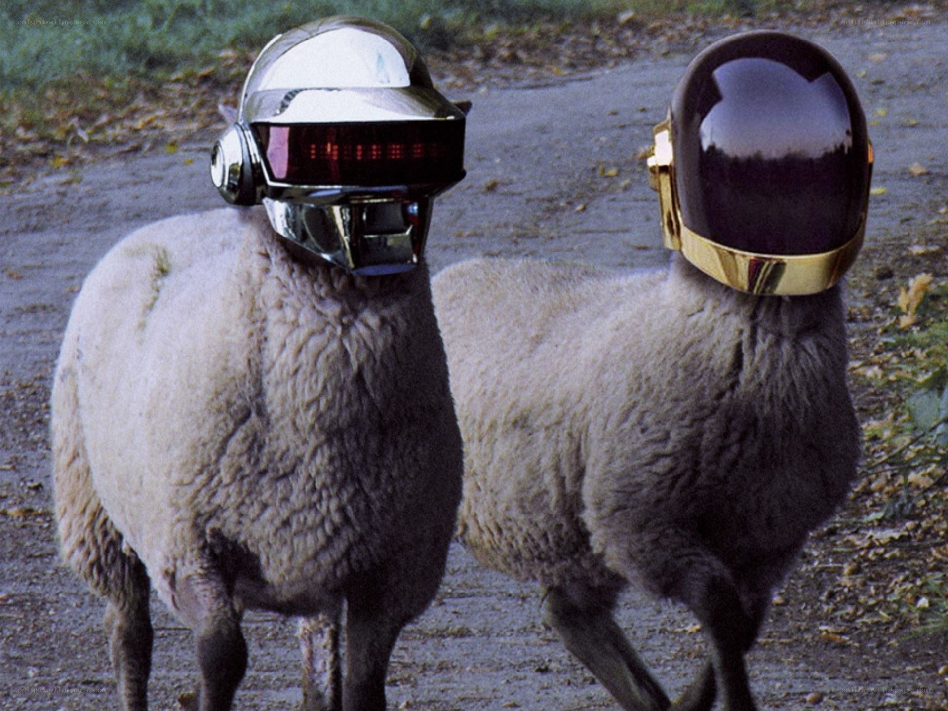 sheep in daft punk helmets