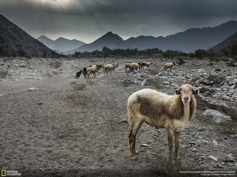 Sheep in Desert