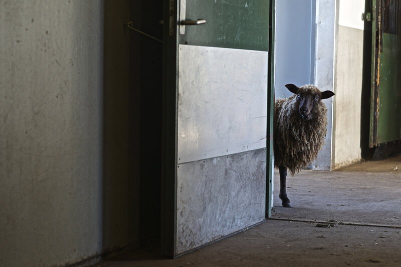 Sheep in Doorway