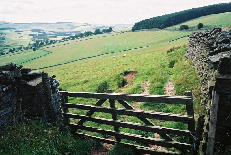 Sheep in Green Fields — Serene