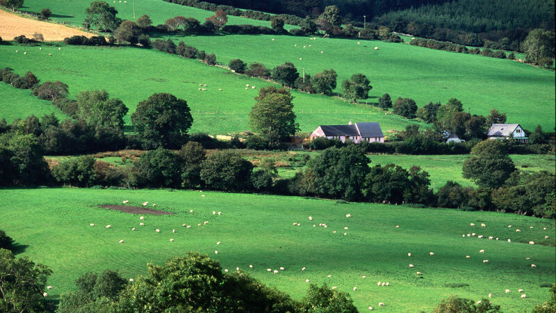 Sheep in Green Fields