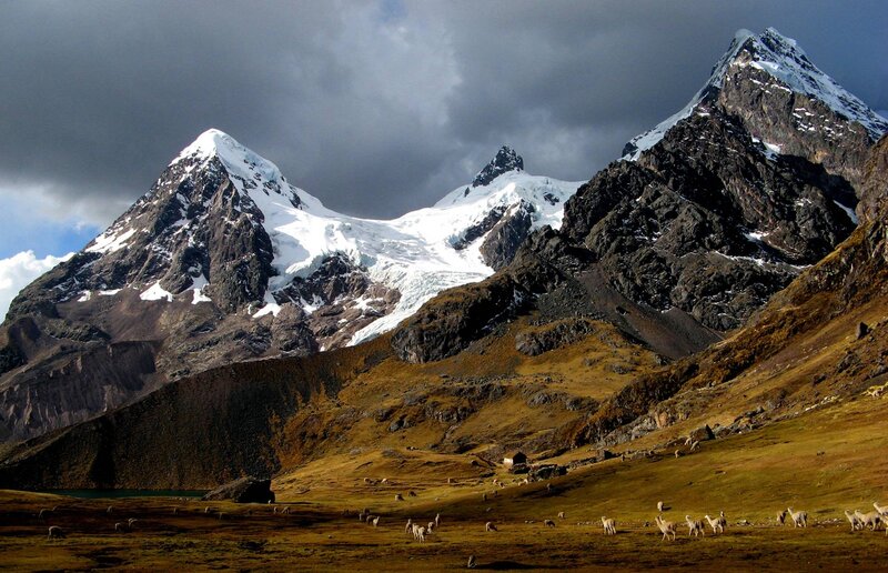 Sheep in Mountain Valley