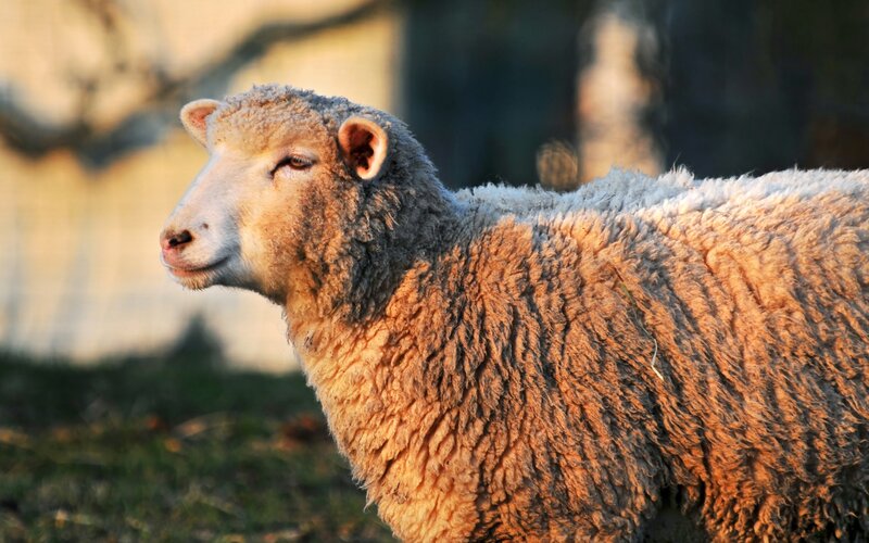 Sheep in Profile