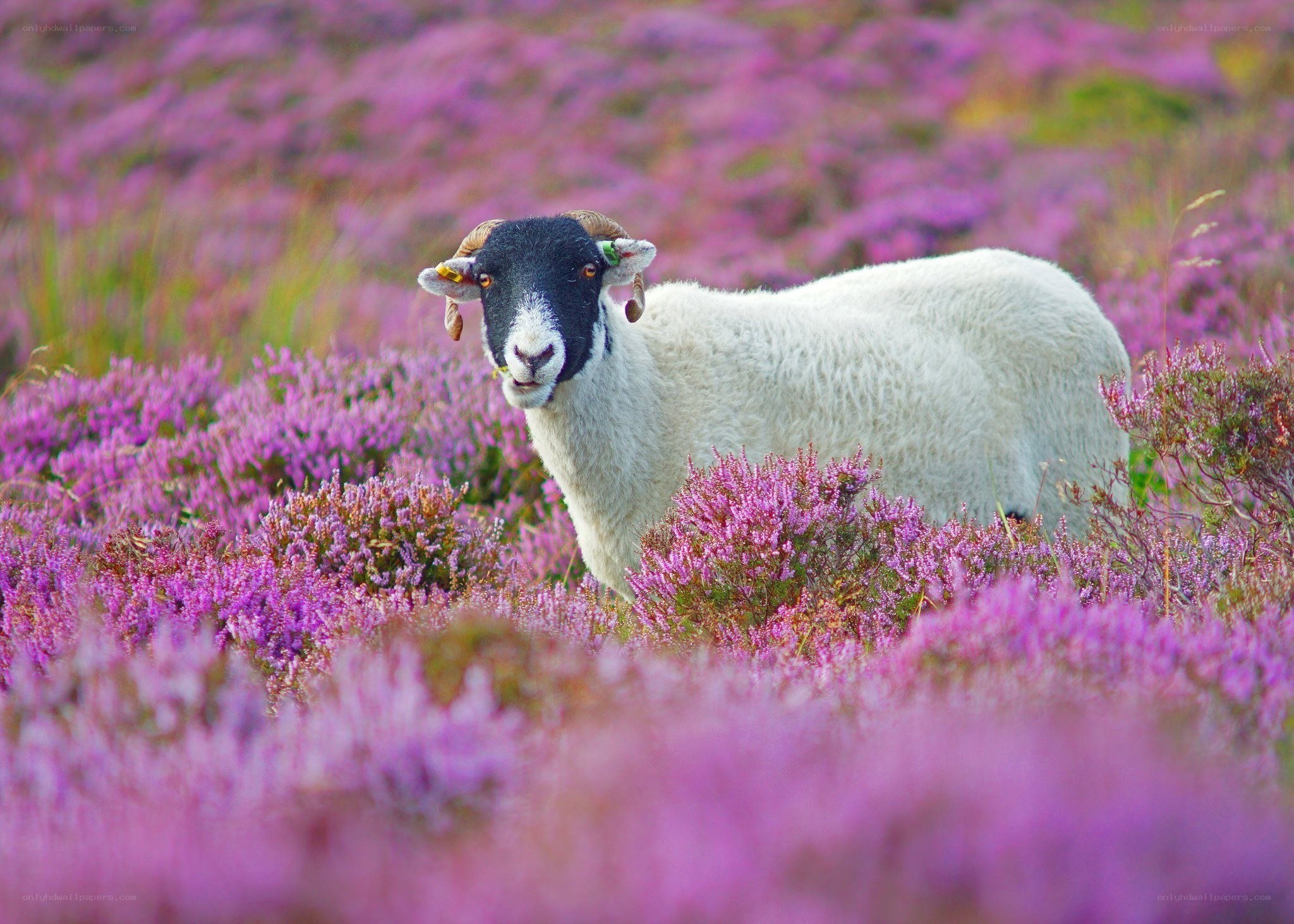 Sheep in purple heather field