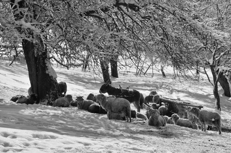 Sheep in Snow — Black, Serene