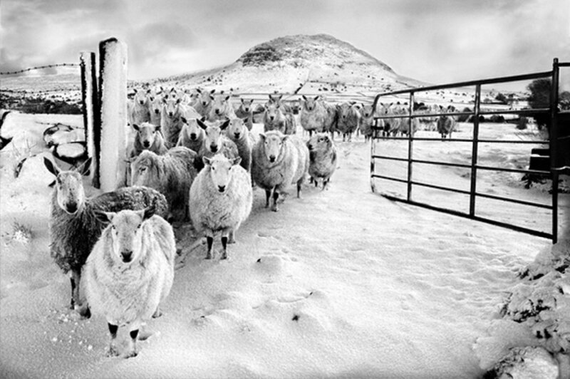 Sheep in Snow — Black