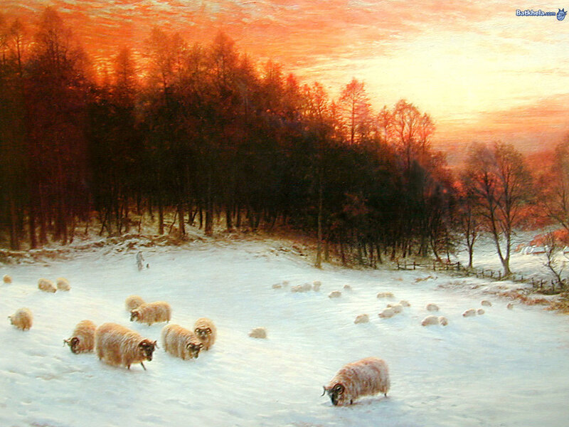 Sheep in Snow Field