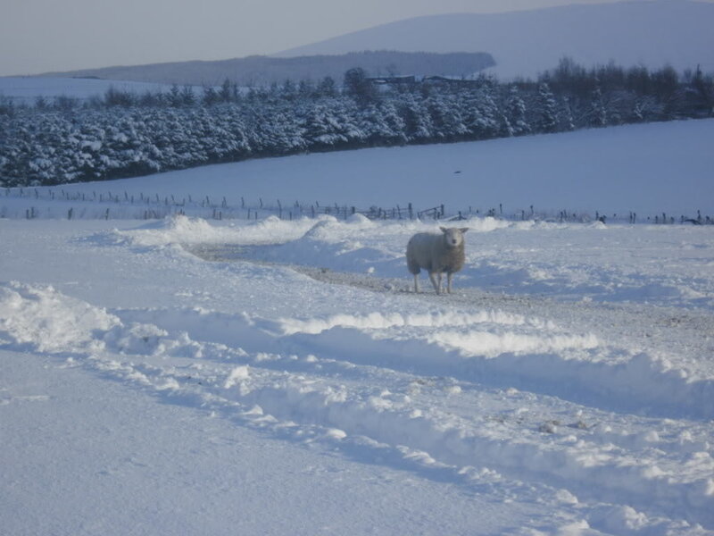 Sheep in Snow