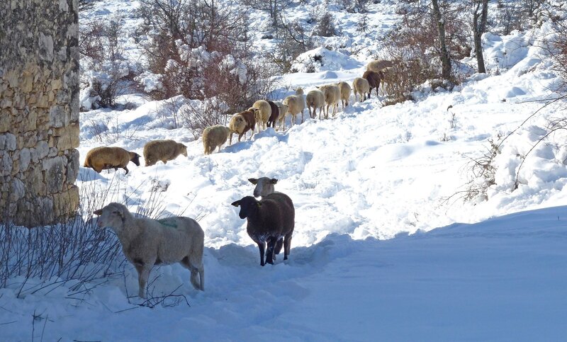 Sheep in Snow — White, Calm