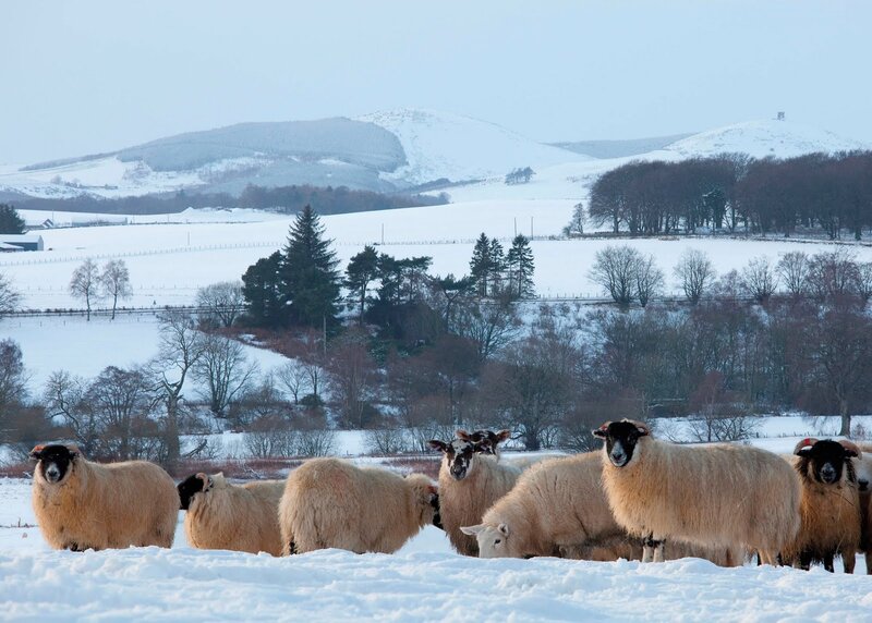 Sheep in Snow — White, Cold