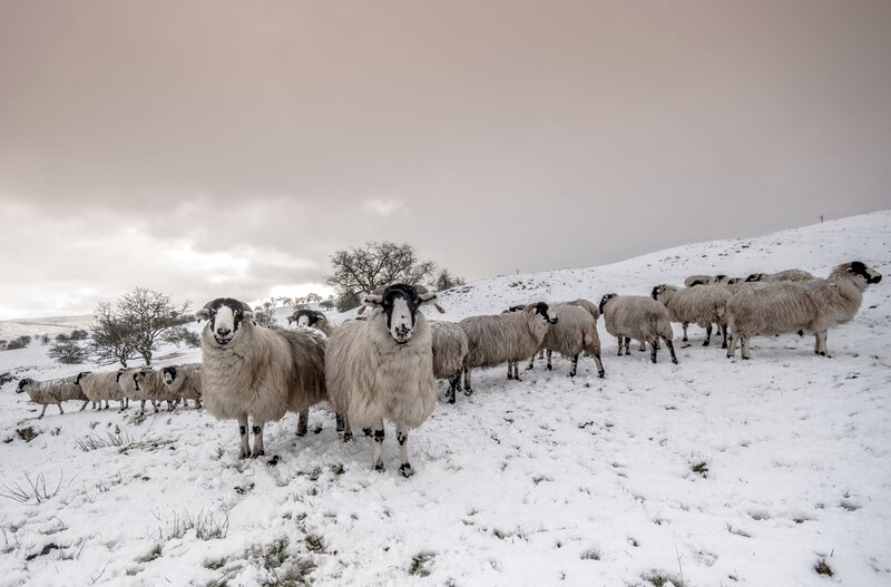 Sheep in Snow — White, Cold, Winter, Photograph, Hills