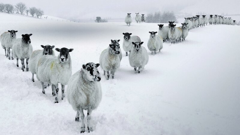 Sheep in Snow — White, Cold, Winter, Photograph