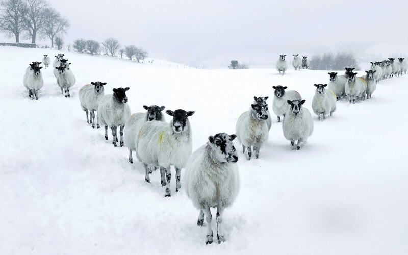 Sheep in Snow — White, Cold, Winter