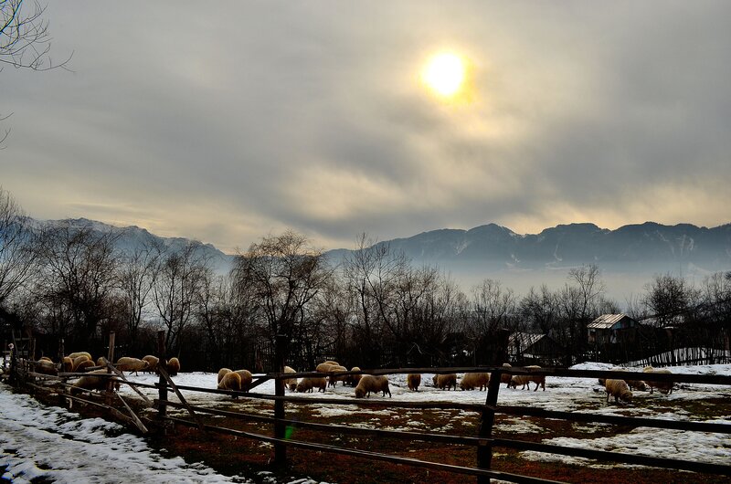 Sheep in Snowy Field — Gray