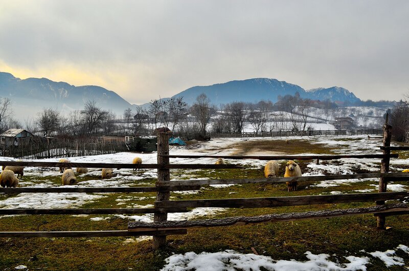 Sheep in Snowy Field
