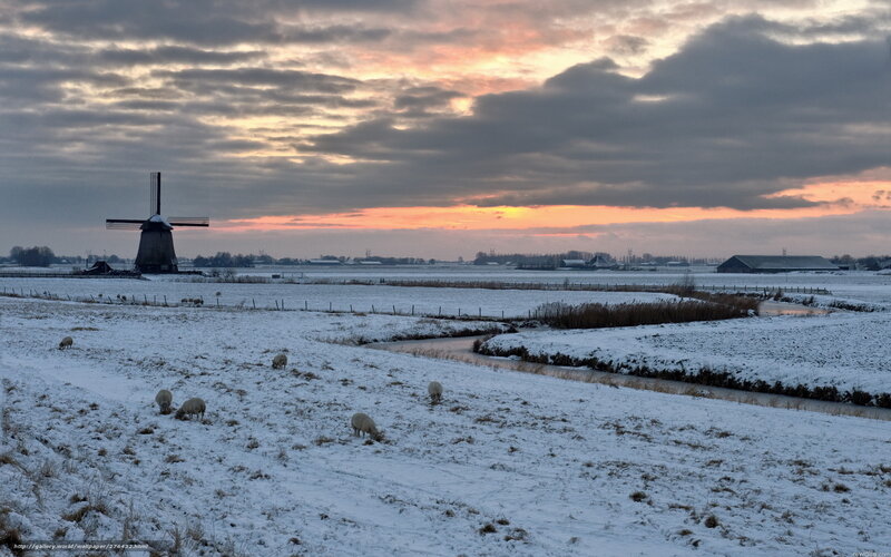 Sheep in Snowy Field — White