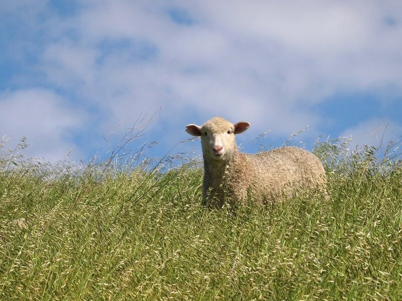 Sheep in Tall Grass — Green