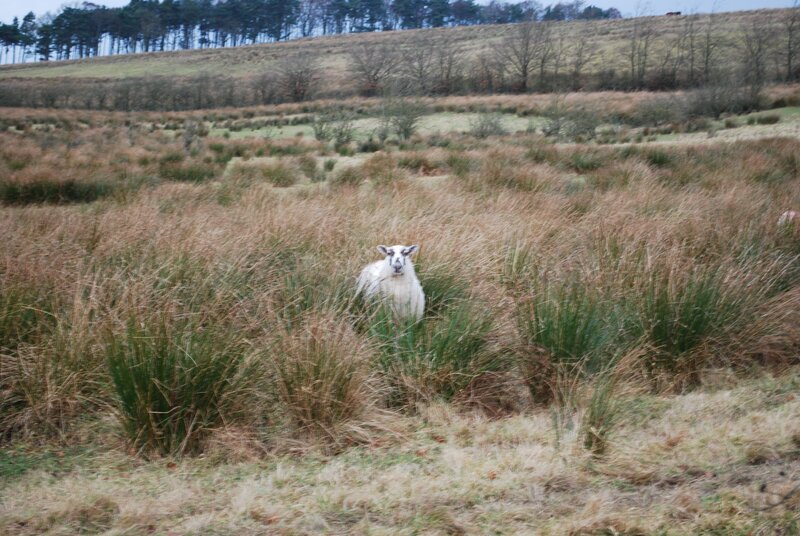 sheep in tall grass