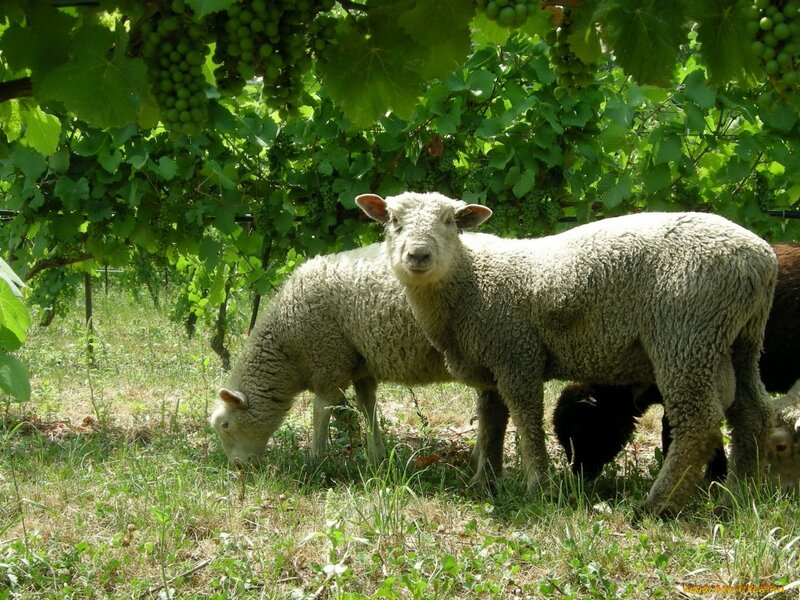 Sheep in Vineyard