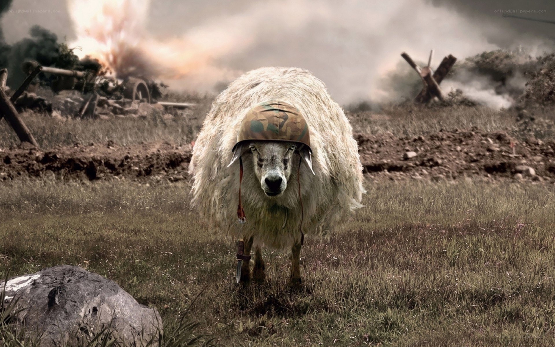 sheep in war helmet