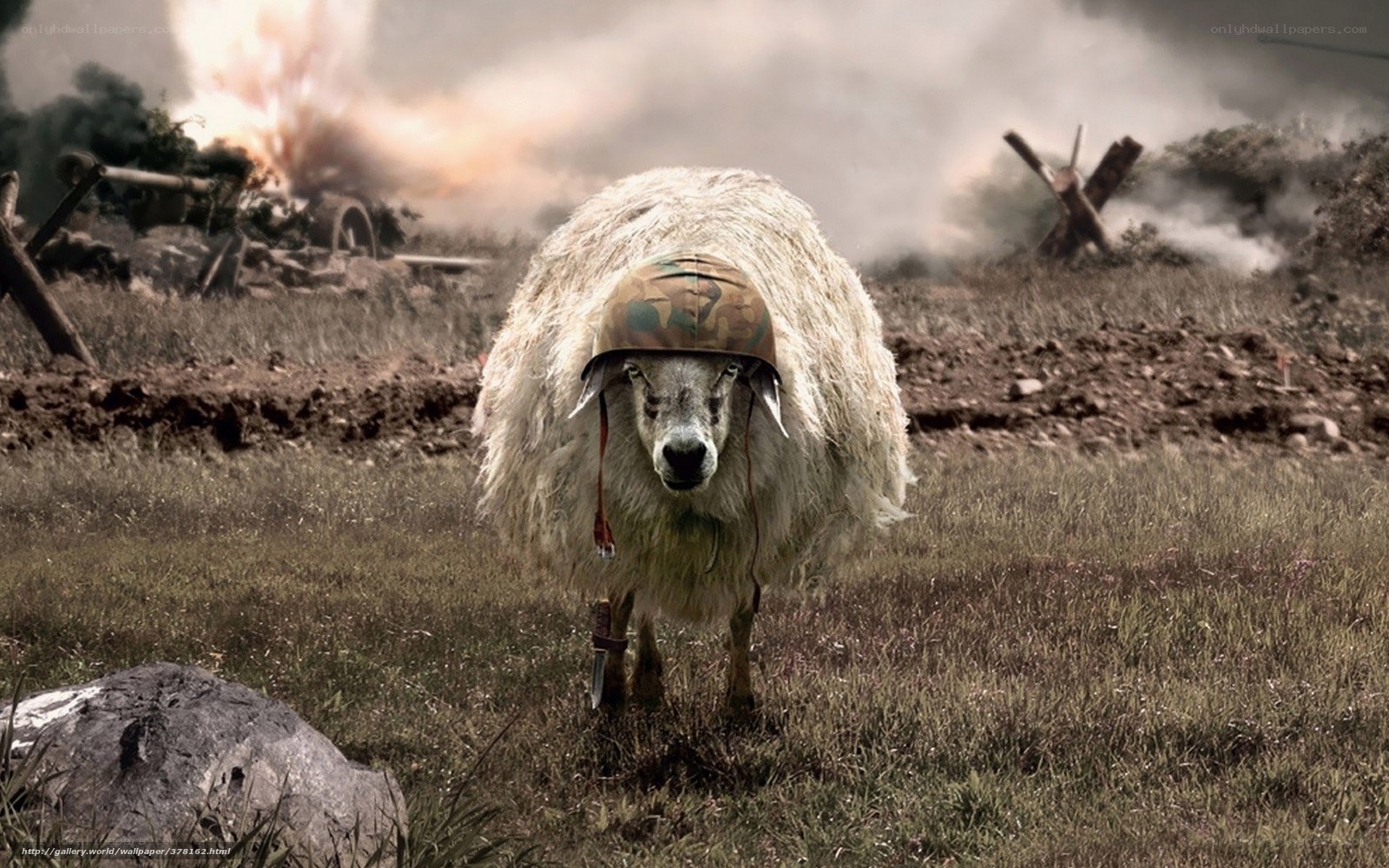 sheep in war helmet