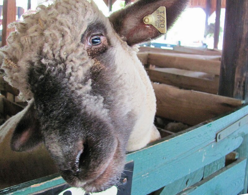 Sheep in Wooden Pen