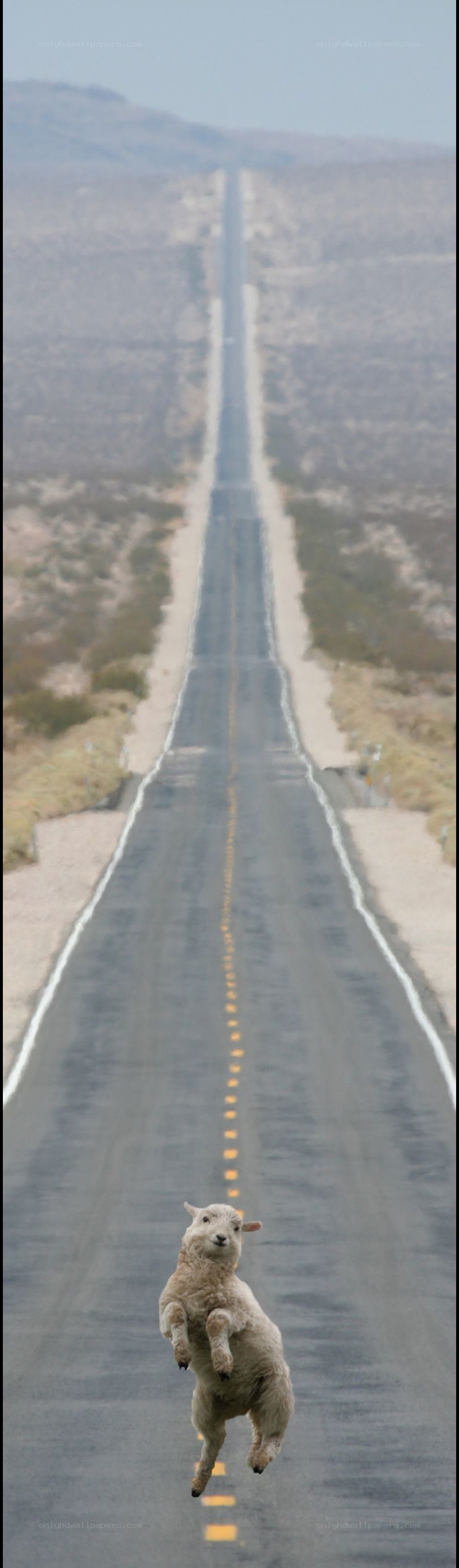 sheep jumping on a desert road