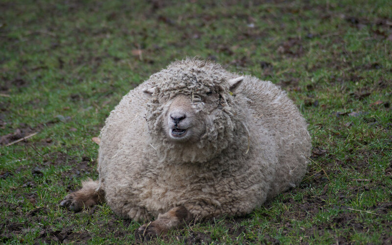 sheep lying on grass
