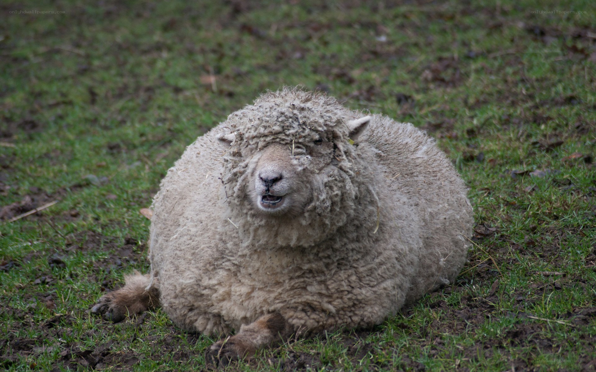 sheep lying on grass